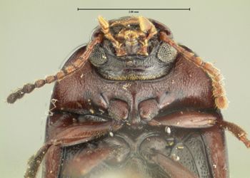 Media type: image;   Entomology 8368 Aspect: head frontal view
